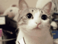 ΢2012_3115202651.GIF