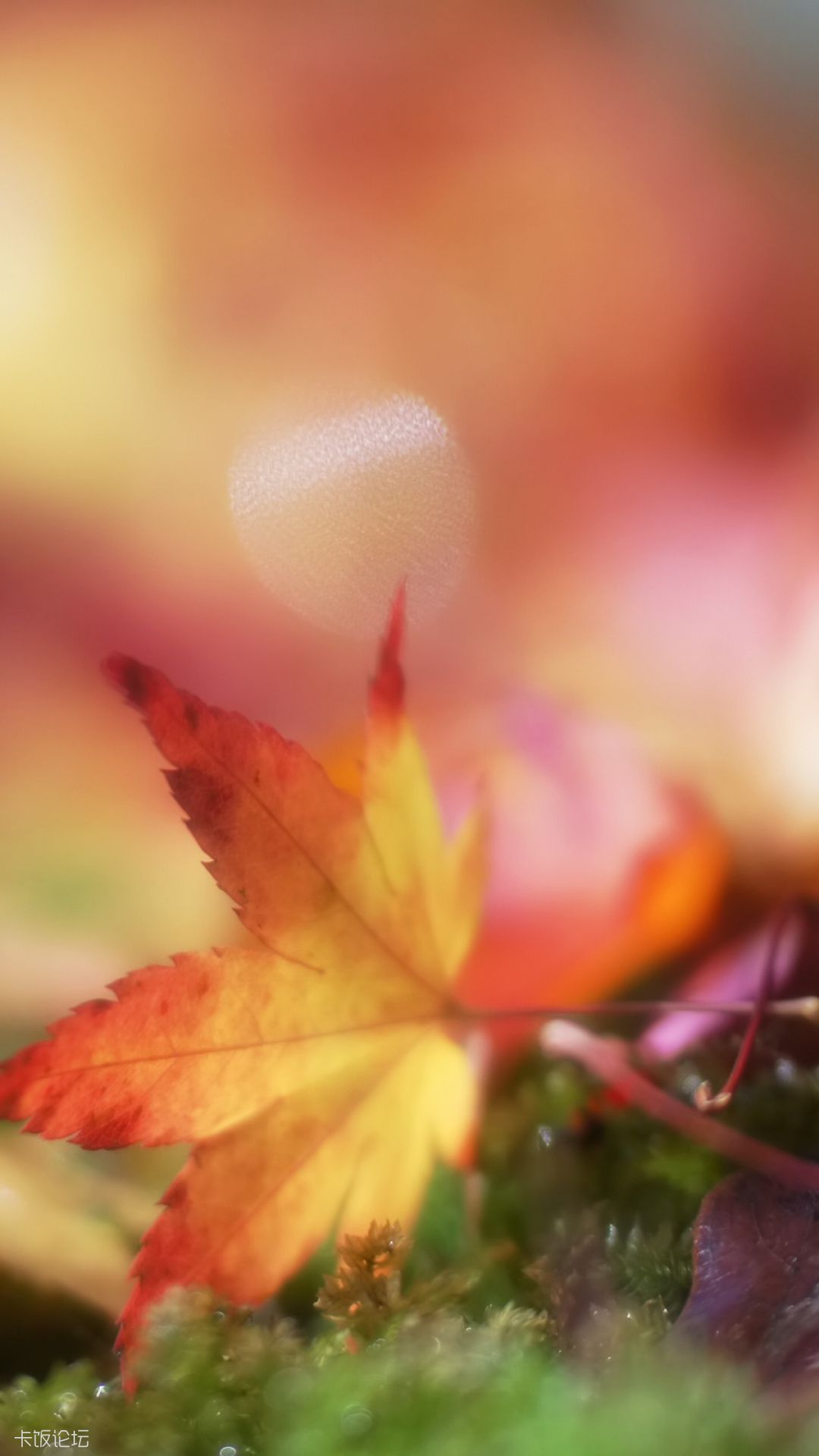 Bokeh Autumn Maple Leaf Android Wallpaper.jpg