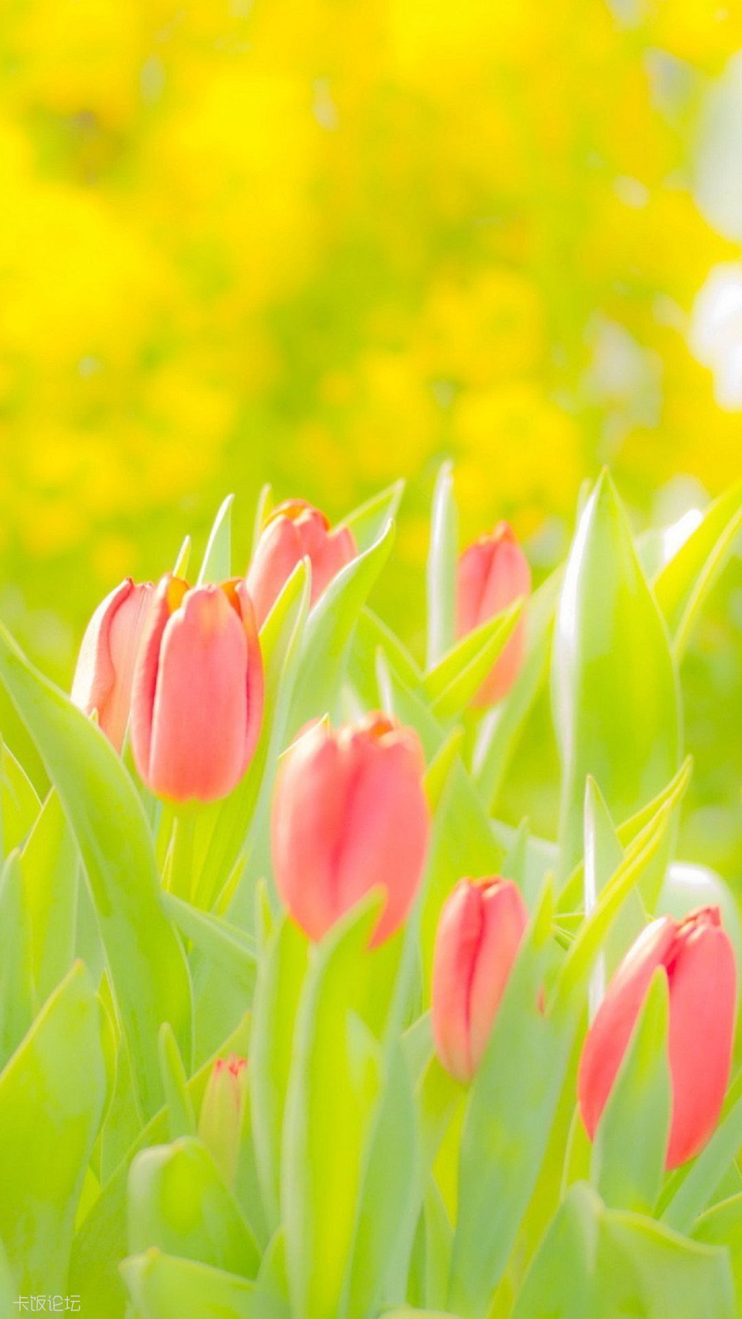 Pink Tulips Green Field Macro Android Wallpaper.jpg