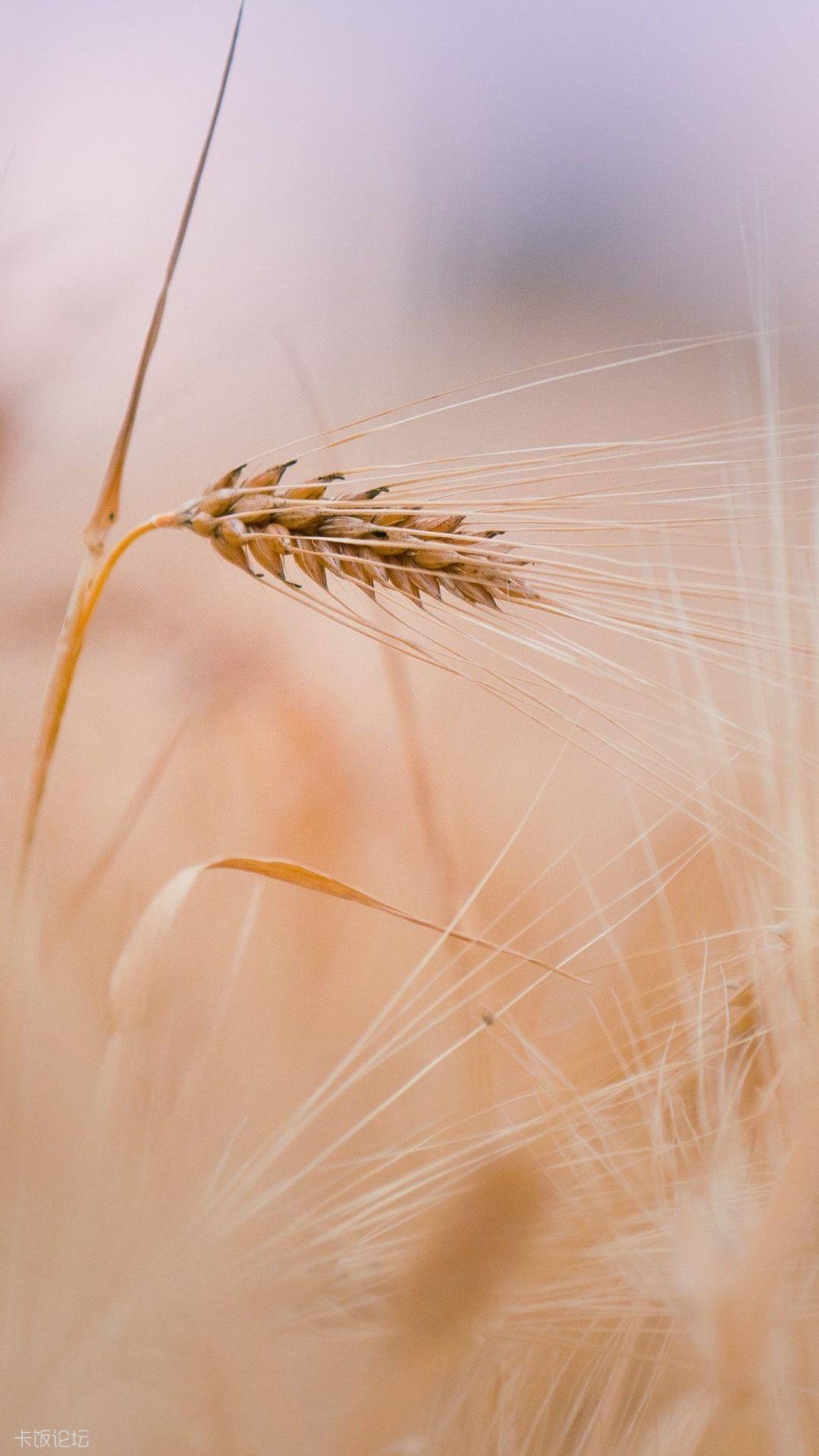 Wheat In Field Android Wallpaper.jpg