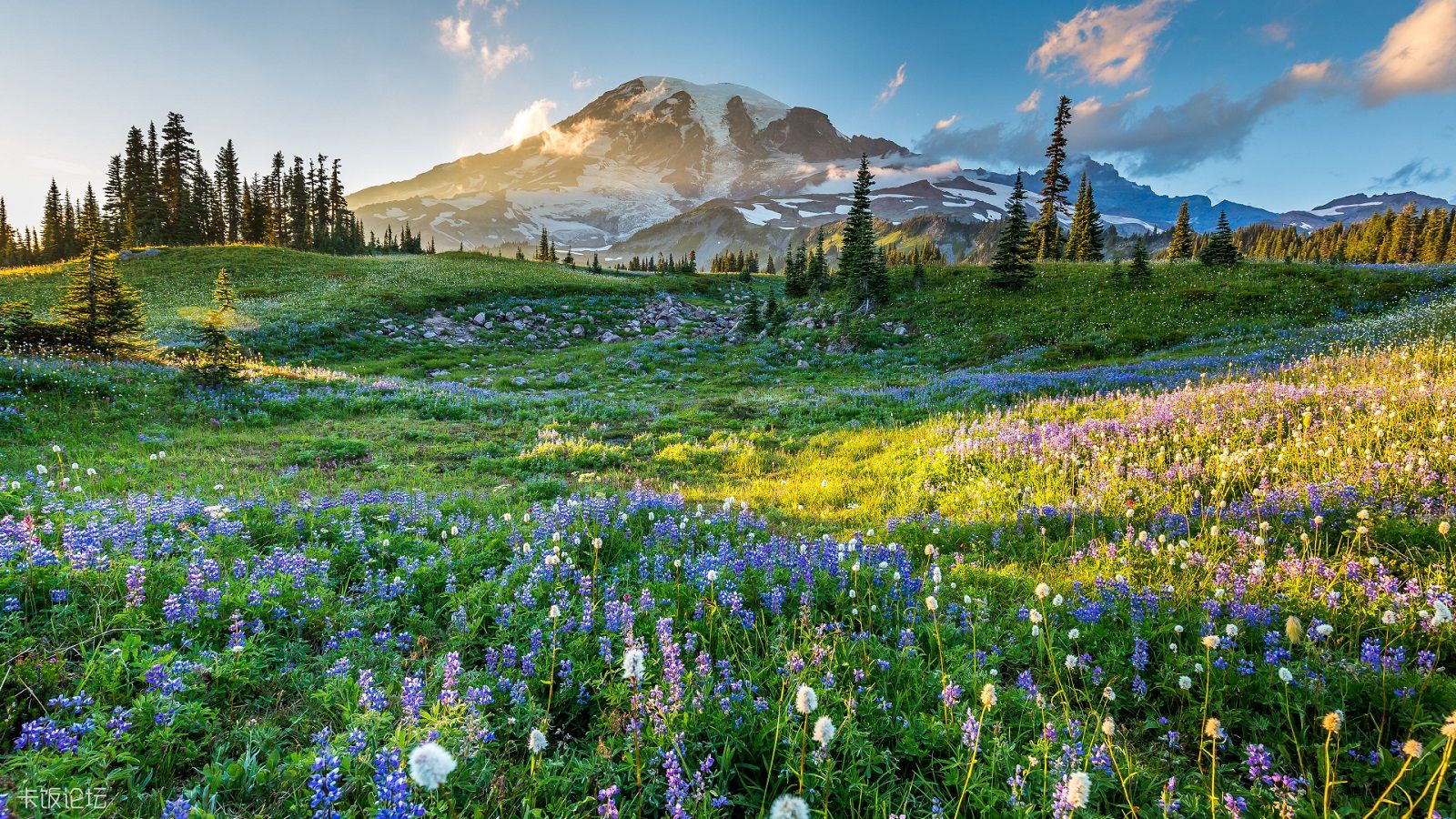 RainierWildflowers(1).jpg